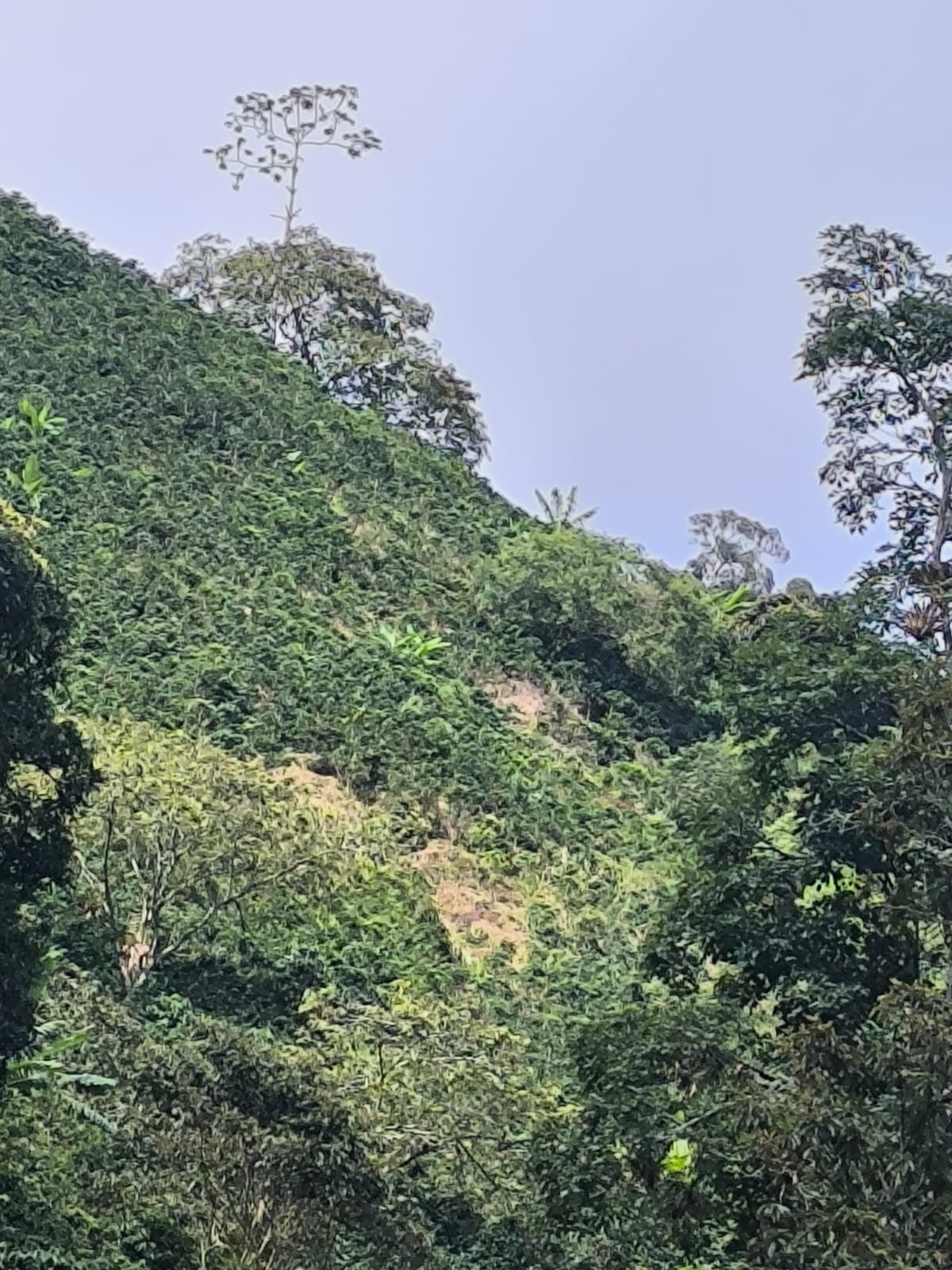 Vegetación verde de las montañas cafeteras