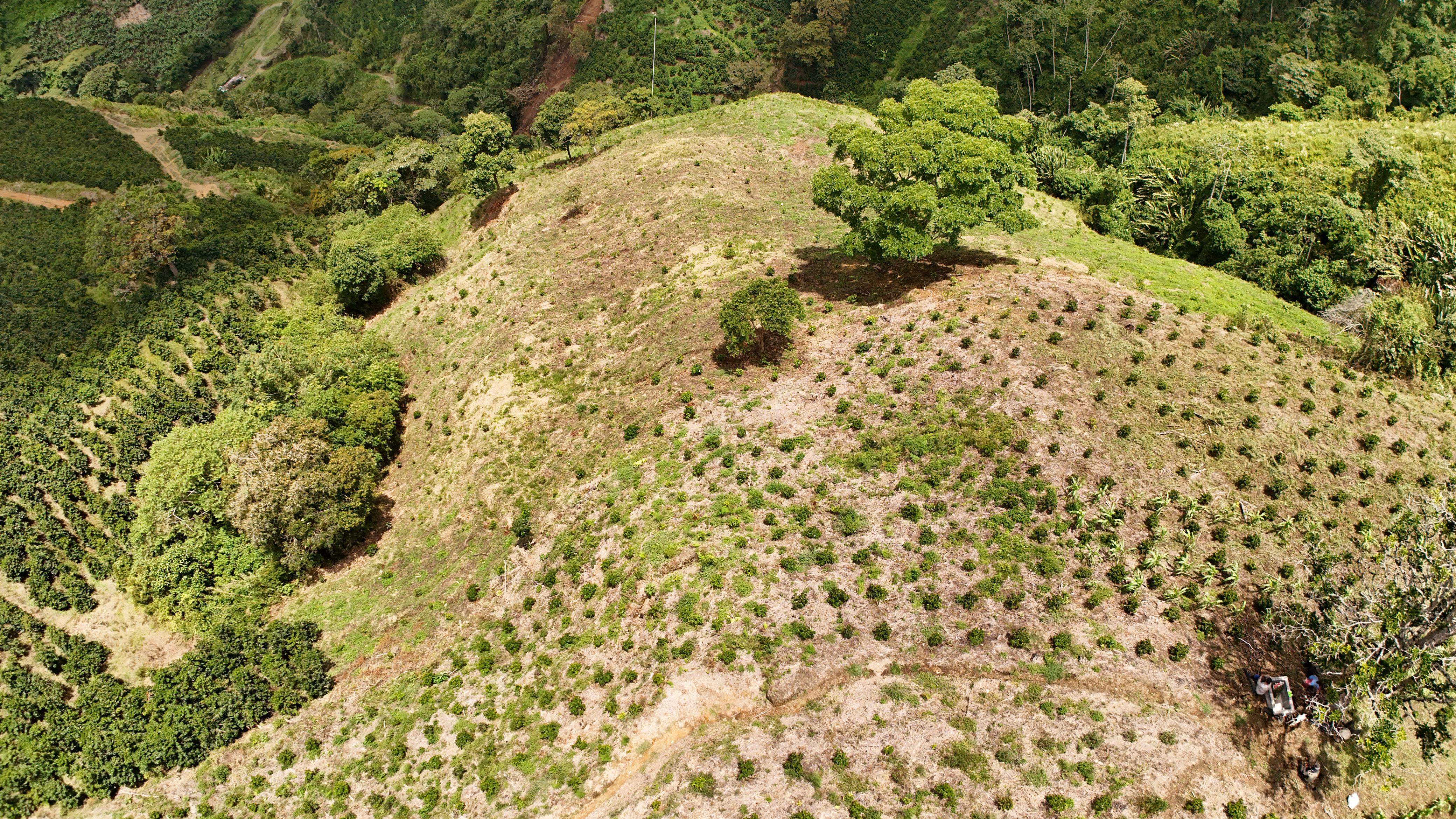 Vista aérea de la plantación de café